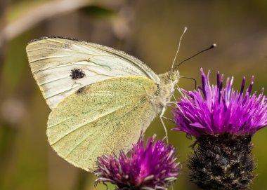büyük beyaz pieris brassicae