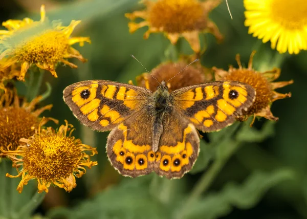 Motyl lasiommata megera na ścianie — Zdjęcie stockowe