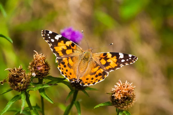 Boyalı Bayan vanessa cardui — Stok fotoğraf