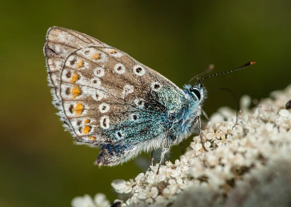 Ortak mavi polyommatus icarus — Stok fotoğraf