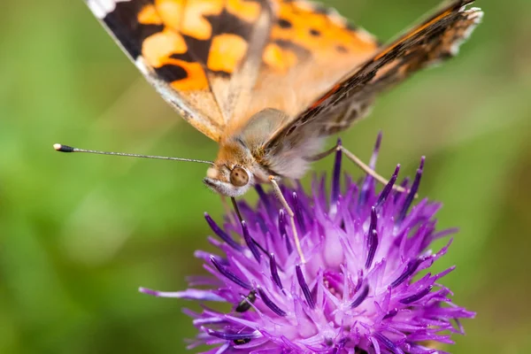 Boyalı Bayan vanessa cardui — Stok fotoğraf