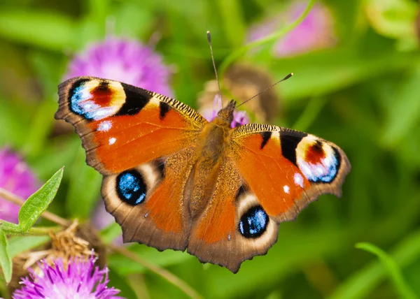 Paw motyl inachis io — Zdjęcie stockowe