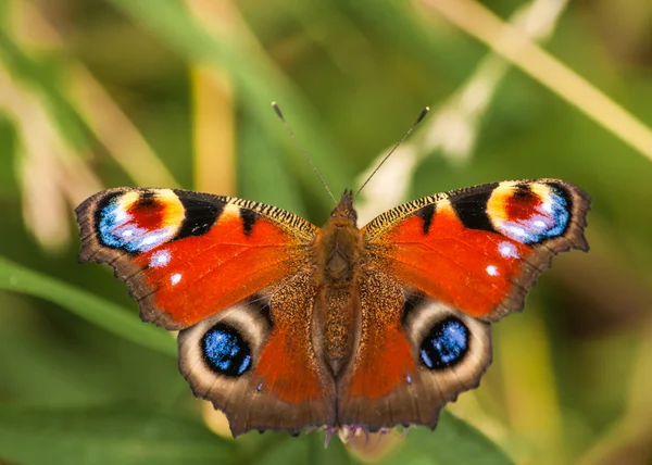 Peacock vlinder inachis io — Stok fotoğraf