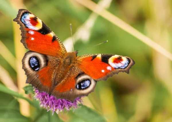 Peacock vlinder inachis io — Stok fotoğraf