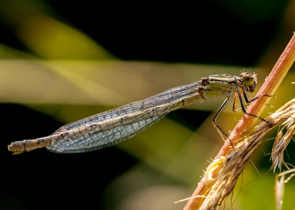 Libelinha Enallagma cyathigerum — Fotografia de Stock