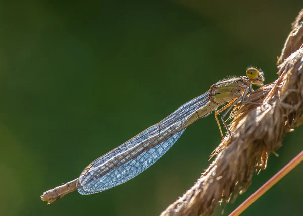 Flickslända enallagma cyathigerum — Stockfoto