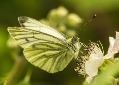 büyük beyaz pieris brassicae