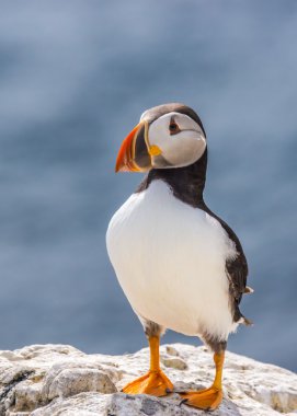 Atlantik martı Fratercula arkktika