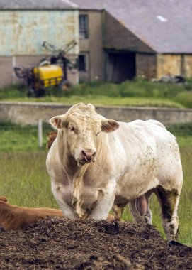 Beyaz charolais damızlık boğa