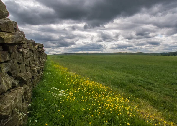 Puerta abierta a un campo verde —  Fotos de Stock