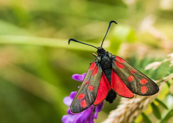 Burnet Moth — Stockfoto