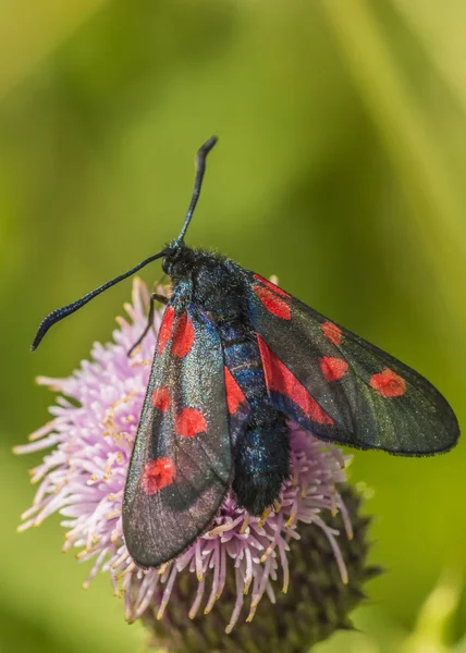 Burnet Moth — Stockfoto