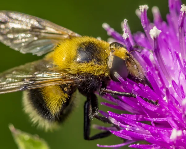 False bumble bee — Stock Photo, Image