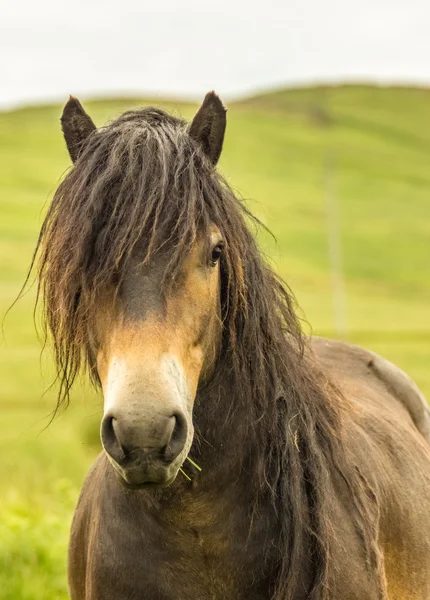 Pony di Exmoor — Foto Stock