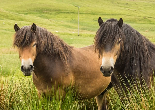 Pônei Exmoor — Fotografia de Stock