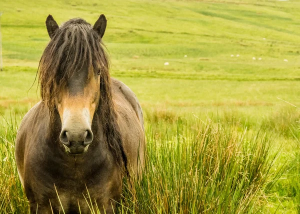 Exmoor pony — Stockfoto