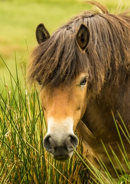 Potro de Exmoor — Foto de Stock