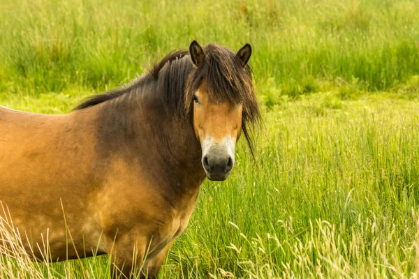 Exmoor pony — Φωτογραφία Αρχείου