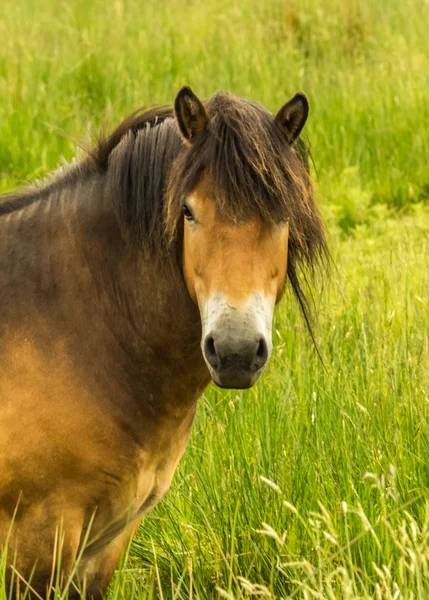 Exmoor pony — Φωτογραφία Αρχείου