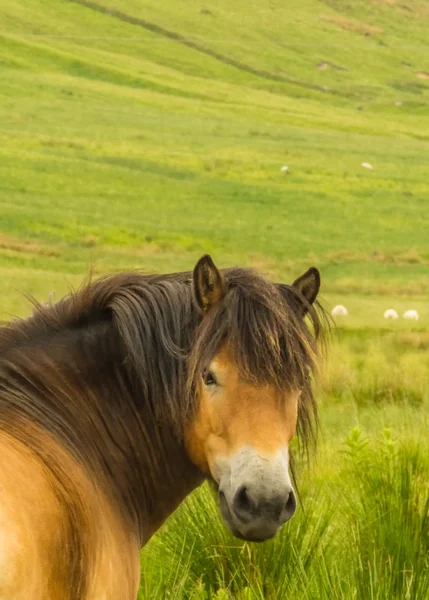 Pony di Exmoor — Foto Stock