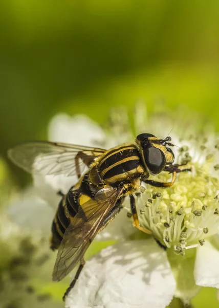 Hoverfly — Stock Photo, Image