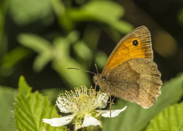 Jurtina hnědé maniola louka — Stock fotografie