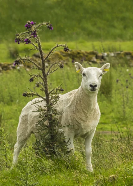 Овцы в летнем пастбище — стоковое фото