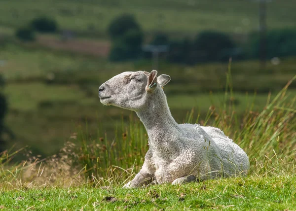 Ovce v létě pastviny — Stock fotografie