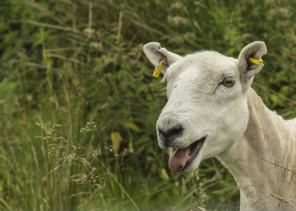 Ovce v létě pastviny — Stock fotografie