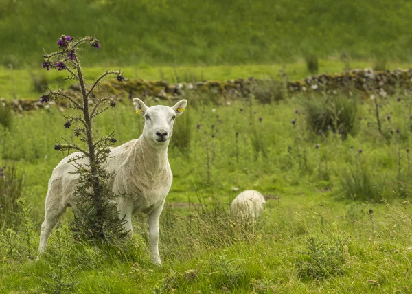 夏の牧草地で羊 — ストック写真