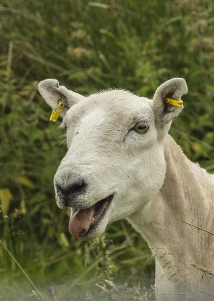 Moutons dans les pâturages d'été — Photo