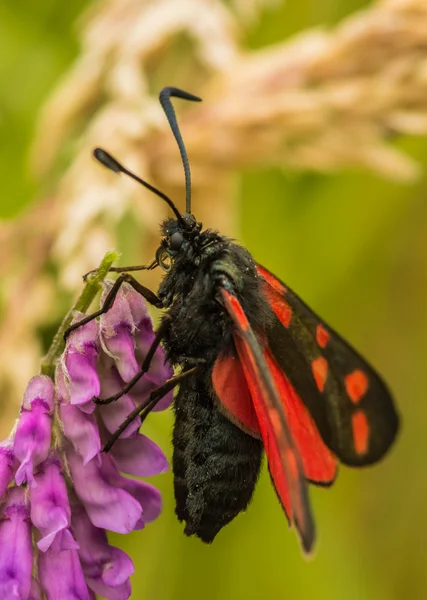 Burnet moth — Stock Photo, Image