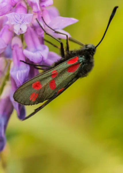 Burnet moth — Stock Photo, Image