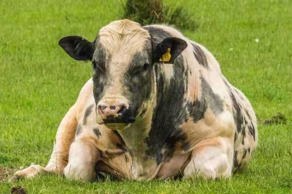 Holstein friesian bull — Stock Photo, Image