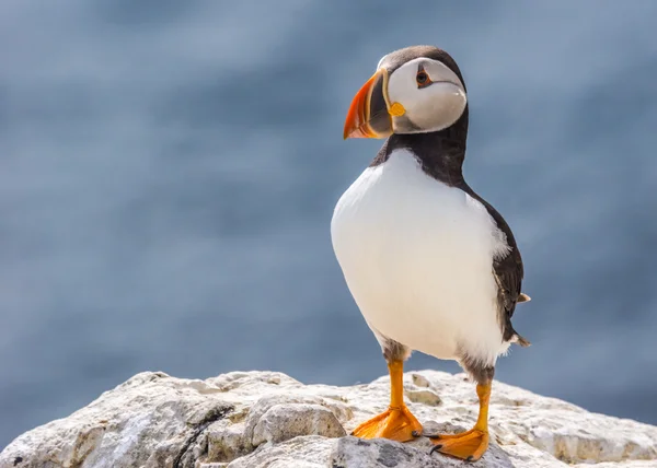 Papuchalk bělobradý fratercula arctica — Stock fotografie