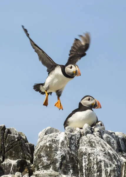 Papuchalk bělobradý fratercula arctica — Stock fotografie