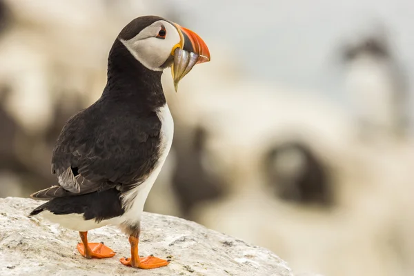 Fratellanza atlantica di puffin arctica — Foto Stock