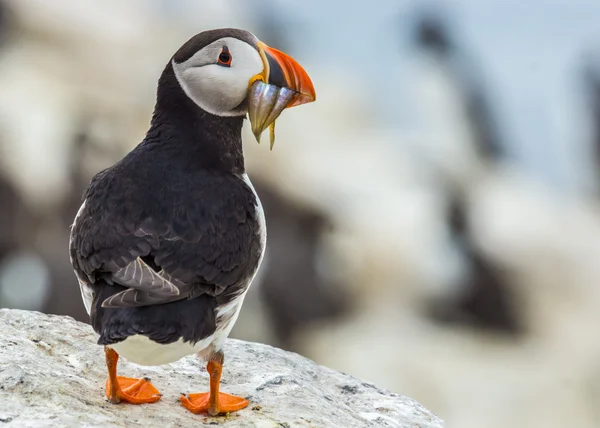 Papuchalk bělobradý fratercula arctica — Stock fotografie