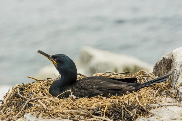 Nidificazione di cormorano — Foto Stock