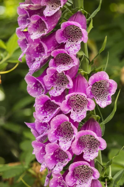 Foxglove — Stock Fotó