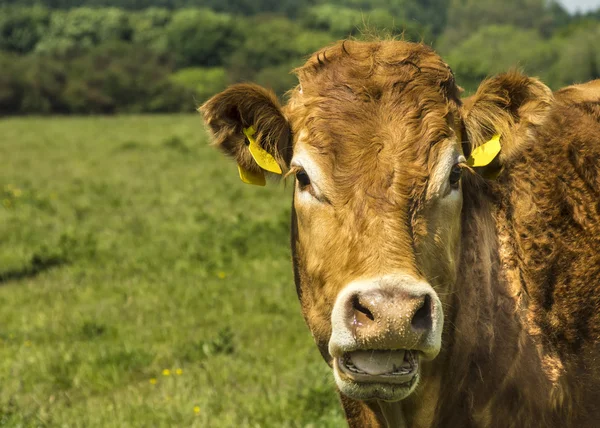 Vaca limusina — Foto de Stock