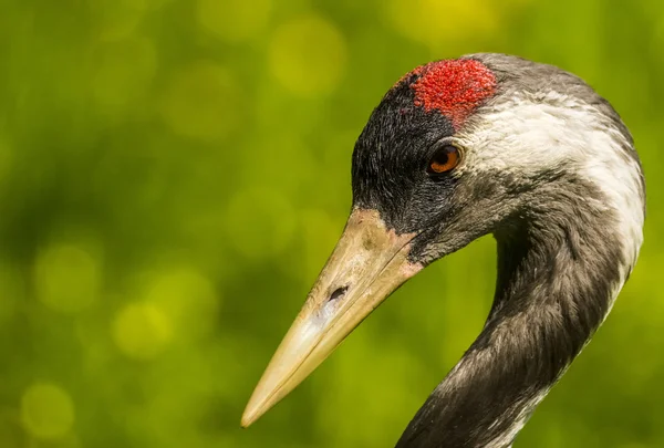 Guindaste Grus grus — Fotografia de Stock