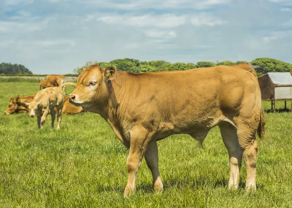 Limousin Cow — Stock Photo, Image