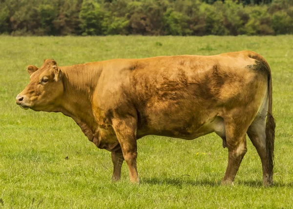 Limousin koe — Stockfoto