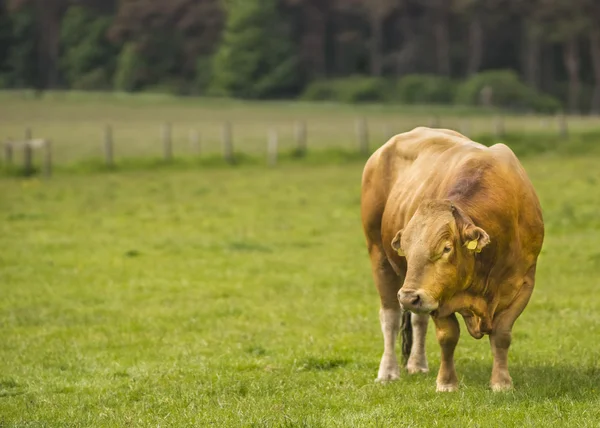 Limousin Bull — Stock Photo, Image