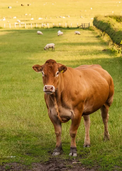Limousin の牛 ストック写真