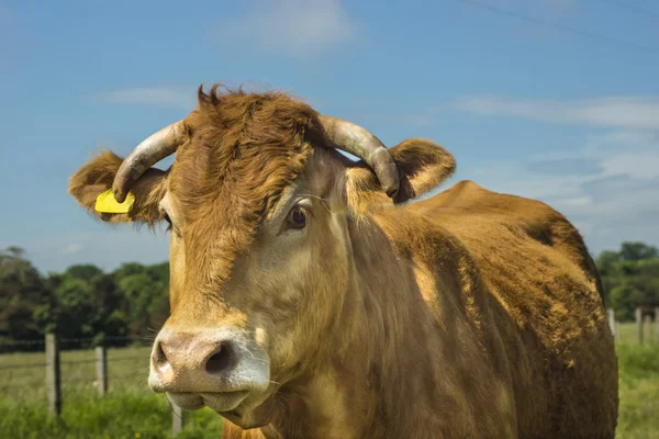 Limousin の牛 ロイヤリティフリーのストック写真