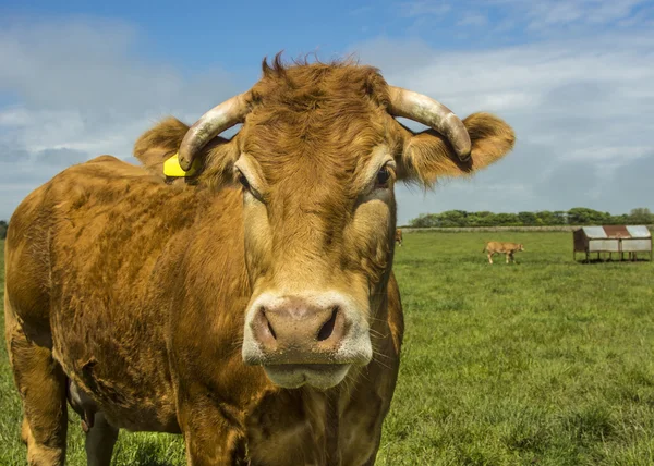 Limousin の牛 ロイヤリティフリーのストック画像