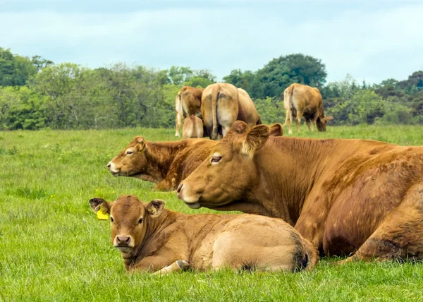 Limousin の牛 ストック画像