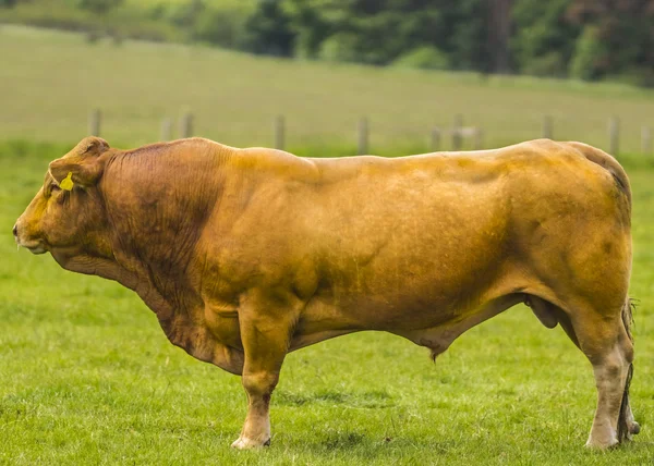 Limousin tjur Stockfoto